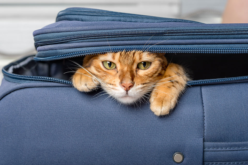 Pets in Cabin: Rules, Rights, and Flight Preparation